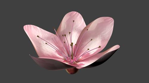 Peach tree flower preview image
